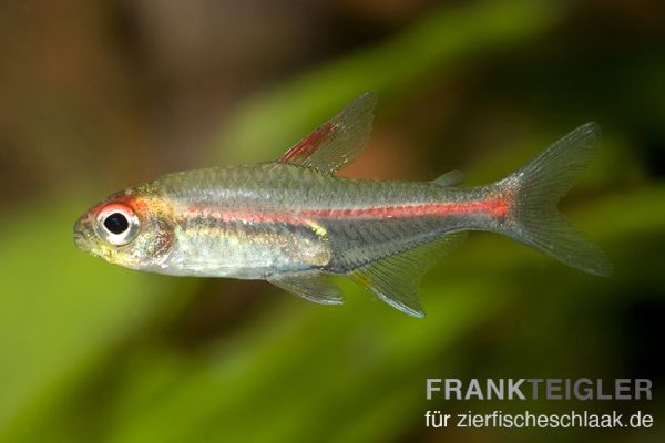 Glühlichtsalmler - Hemigrammus erythrozonus